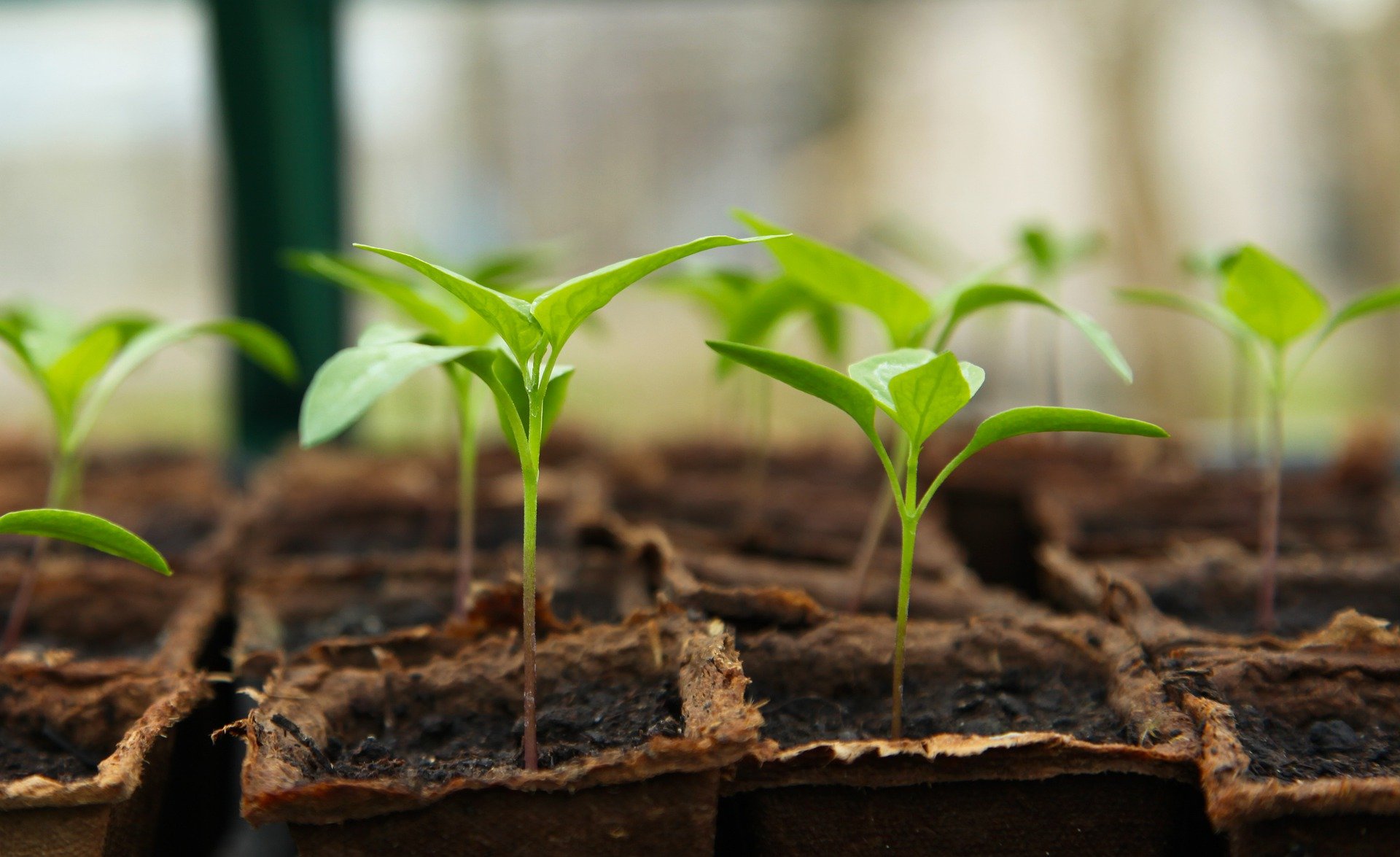 seedling-g01e39c7f6_1920
